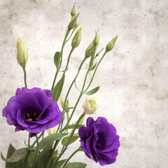 Obraz premium textured old paper background with dark violet eustoma flowers and buds