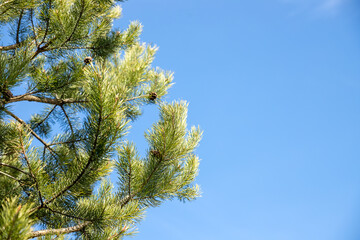 pine tree branches during sunny spring day.Brightly green prickly branches of a pine tree or Cedar with blue sky.Green needles .Copy space