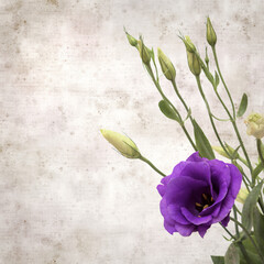textured old paper background with dark violet eustoma flowers and buds