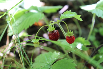 wild strawberry on the bush