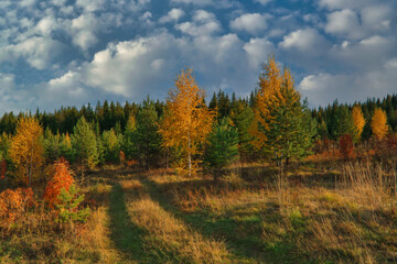 Beautiful landscape in autumn birch grove. Autumn, yellow and red forest, nature autumn landscape.