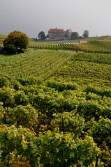 Fototapeta na wymiar St. Saphorin: The wine yards and terraces Lavaux at the Unesco World Heritage