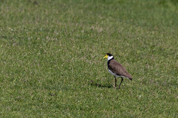 Alert lapwing isolated with copy space on green grass in Australia