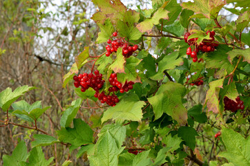 red viburnum berries on the branches of a green shrub