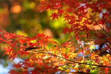 紅葉