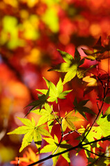紅葉