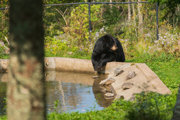 American Black Bear by Pond