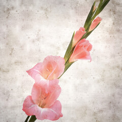 textured stylish old paper background with gentle pink Gladiolus