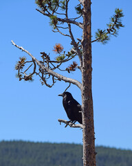 Bird in Tree