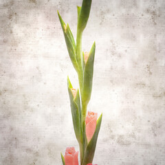 textured stylish old paper background with gentle pink Gladiolus