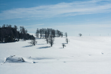 Einsame Baumgruppe auf verschneitem Hügel, Rumänien, Winter