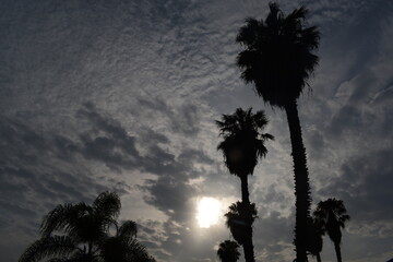 silueta de palmeras en el cielo