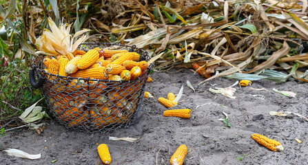 Ripe spikelets of corn close up, in a metal basket on the field on a sunny autumn day, dry leaves,...