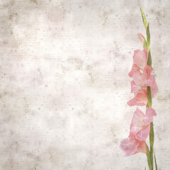 textured old paper background with gentle pink Gladiolus