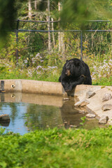 Black Bear Relaxing by Pond