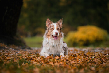 Dog, border collie breed portrait close-up, autumn in the Park, dog lying on the path in yellow leaves