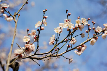 梅の花