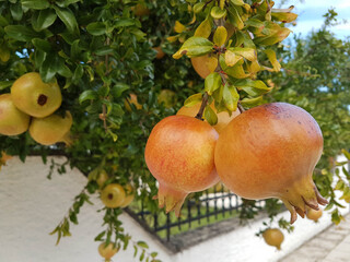 pomegranates in the pomegranate tree  in autumn