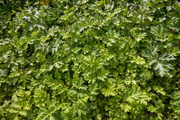 Fototapeta na wymiar Green young leaves of Heracleum in the field.