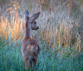Fototapeta premium q
