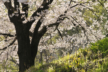 桜