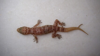 Gecko has two tails.
Amazing Camouflage Animals, Camouflage lizards.
It's also called Mediterranean...