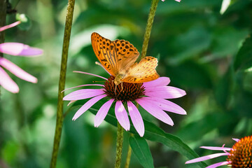 Multicolored butterfly nymphalide Admiral tastes the pink flower of echinacea. Bottom view. Around the stem of blurred flowers.
