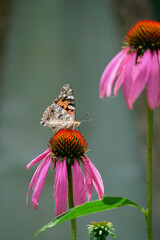 Multicolored butterfly nymphalide Admiral tastes the pink flower of echinacea. Bottom view. Around the stem of blurred flowers.