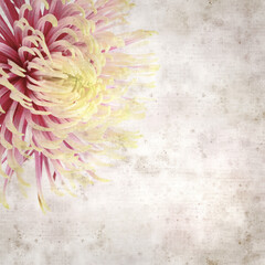 textured old paper background with unusual chrysanthemum with variedated petals 