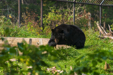 American Black Bear