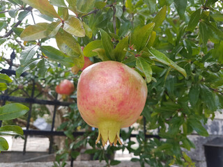 pomegranates in the pomegranate treen  in autumn