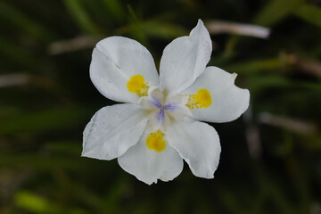 Flor blanca