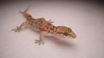 Gecko has two tails. Amazing Camouflage Animals, Camouflage lizards. It's also called Mediterranean house gecko, akdeniz sakanguru, pacific house gecko, wall gecko, house lizard reptile, reptiles
