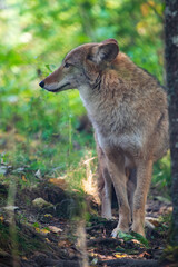 Coyote portrait