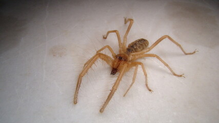 spider 
Close Up camel spider isolated on white background.
 also known as windscorpion, Solifugae...