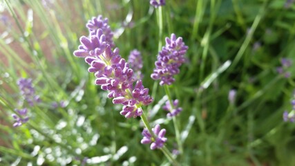 Lavendel,Lavendelblüten,Duftpflanze,Blüte,Zierpflanze,Heilpflanze
