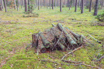 old logs covered with moss stacked in the forest/piled old logs stacked in the forest
