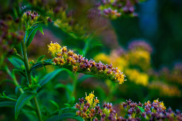 butterfly on a flower