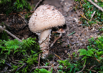 Der stark giftige Pilz Spitzschuppiger Schirmling (ECHINODERMA ASPERUM) auf Waldboden mit Moos