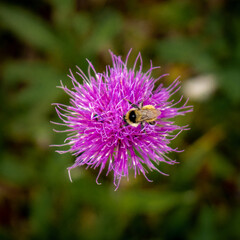 Purple Flower with Bee