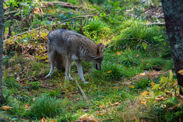 Coyote in Forest