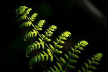 Young Fern