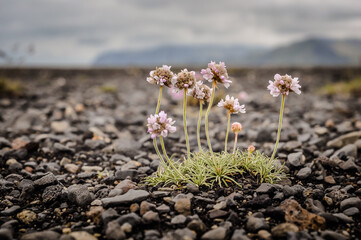 Flowers on rocky soil