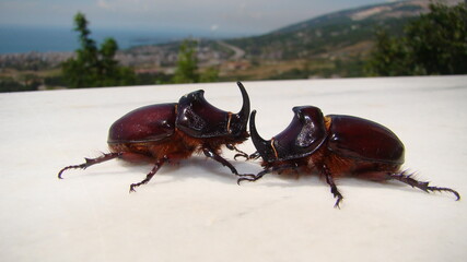 Rhinoceros beetle, Rhino beetle, Fighting beetle European rhinoceros beetle, the male of which has a curved horn extending from the head , Arthropoda ,fight , large insect insect, insects, bug, bugs