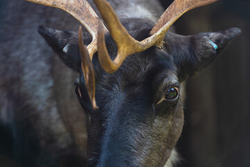 Fallow deer close up