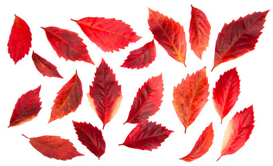Red autumn fallen leaves isolated on white season card nature background