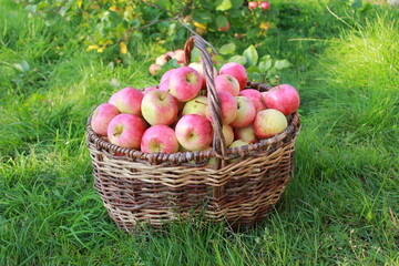 
Harvest of red ripe juicy apples in a basket in the green grass