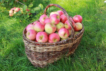 
Harvest of red ripe juicy apples in a basket in the green grass