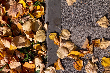 orange dry maple leaves on a ground
