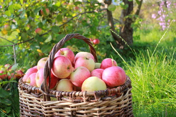 
Harvest of red ripe juicy apples in a basket in the green grass